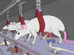 rat-milk-dairy-farm.jpg